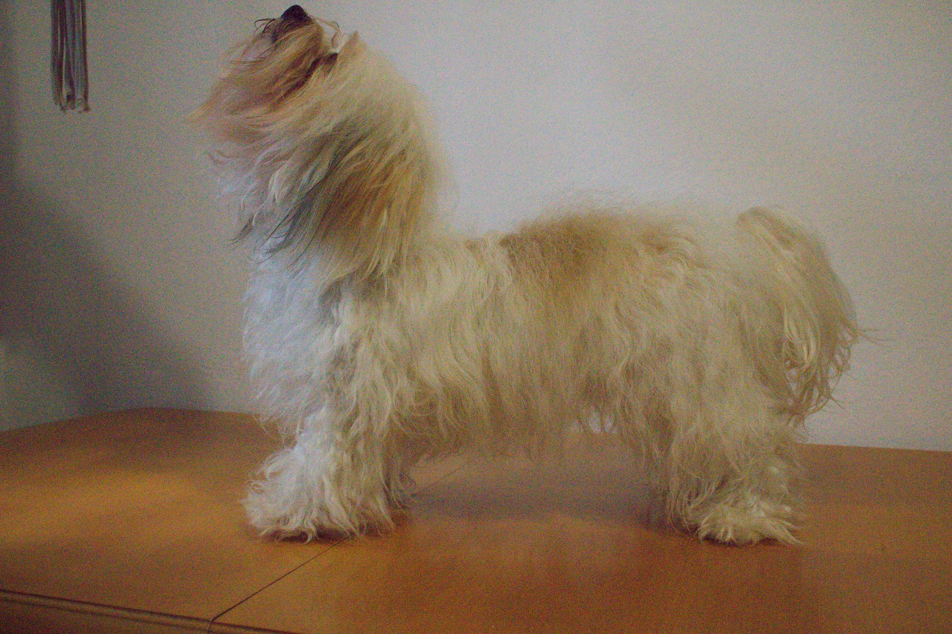 Fenka Cora u Žabáka