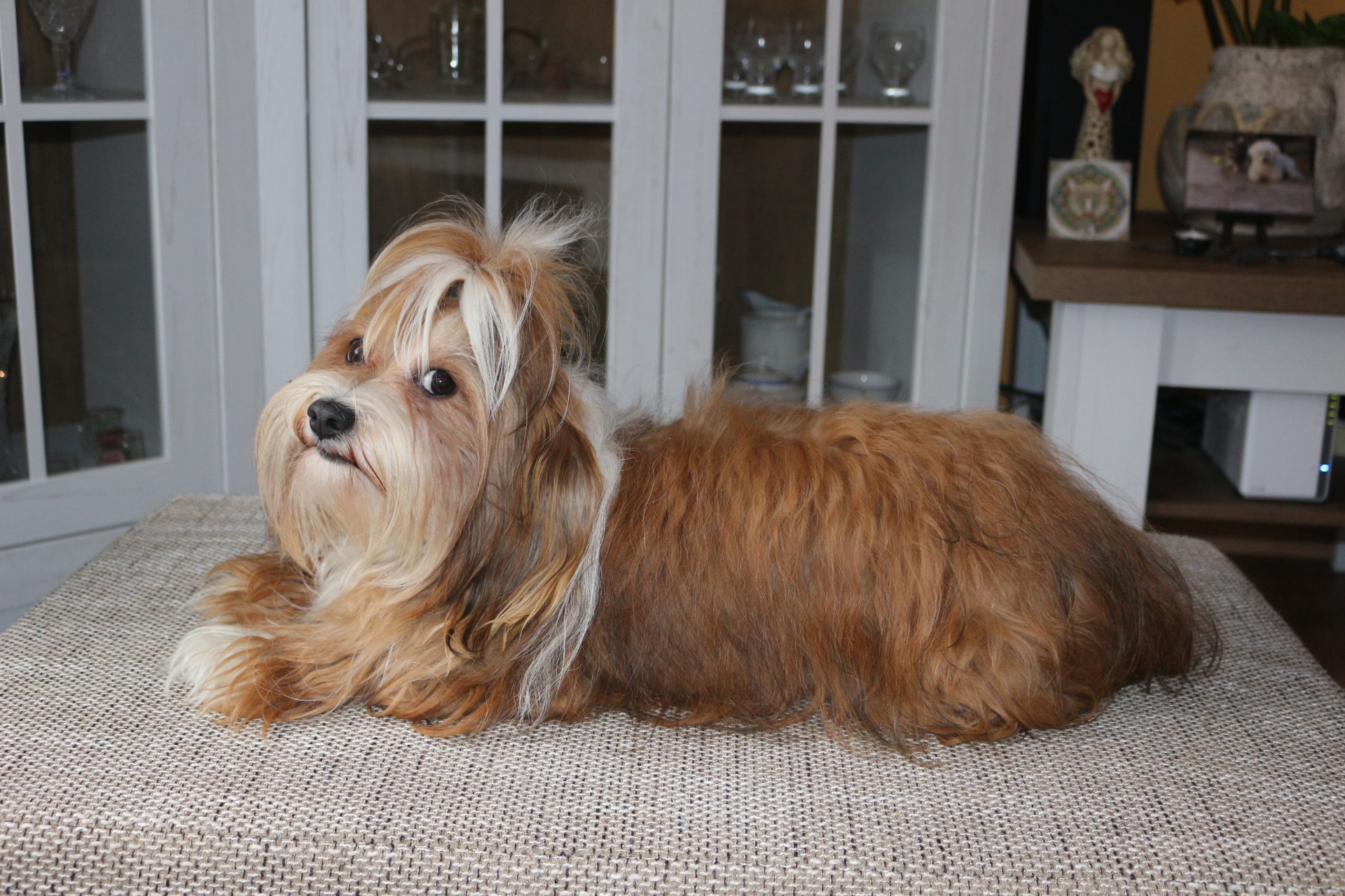 Fenka Rozi Zika Cetya